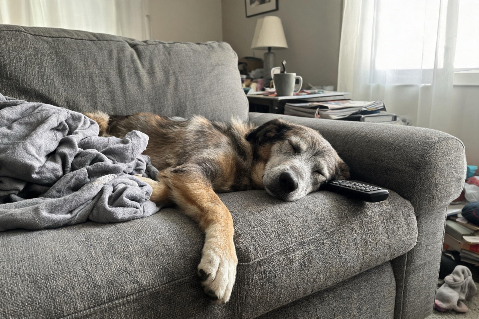 An older shepherd mix asleep on a grey couch with one paw hanging off the edge.
