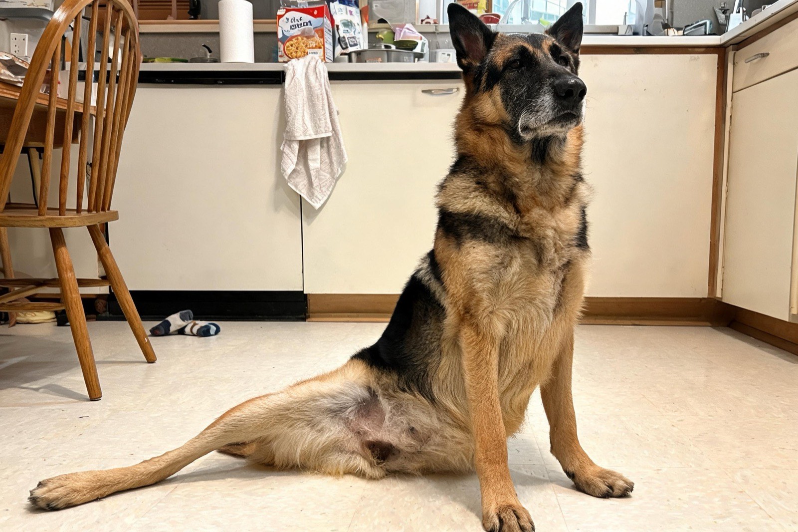 A shepherd mix sitting with her hips rolled to one side and one hind leg kicked out.