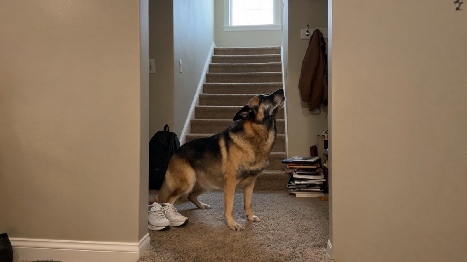 A dark-faced shepherd mix standing at the bottom of a carpeted staircase, looking up.