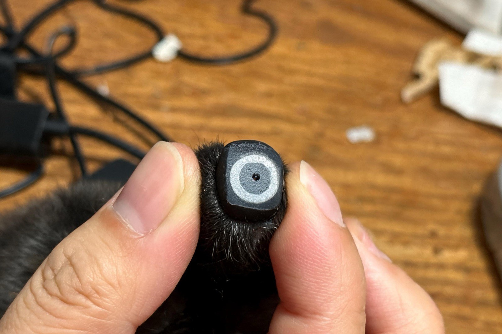 Close-up of a freshly clipped black dog nail showing a pale chalky cut face with a small dark circle appearing in the center.