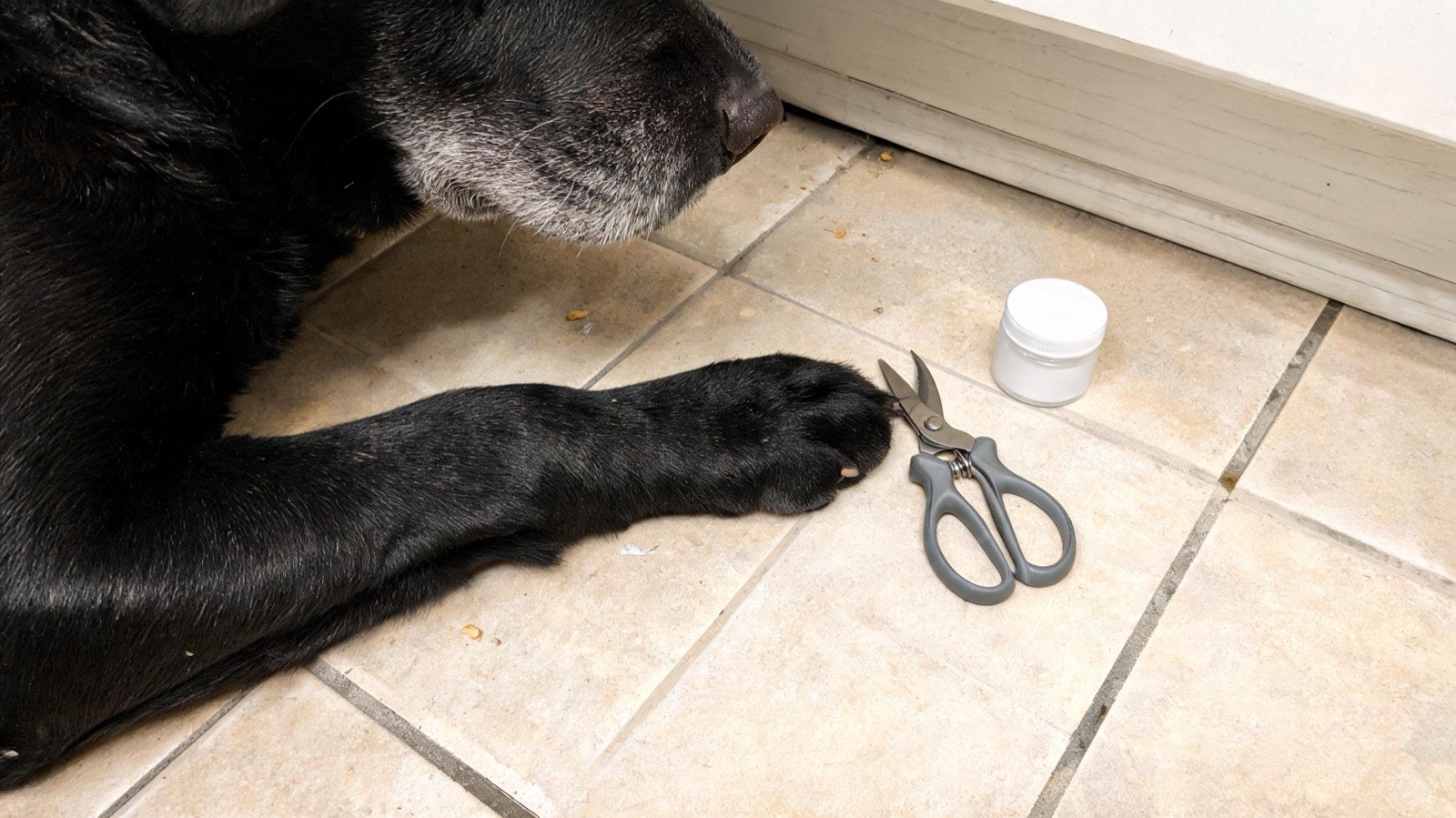 A black Labrador's front paw resting on kitchen tile next to a pair of scissor-style nail clippers.