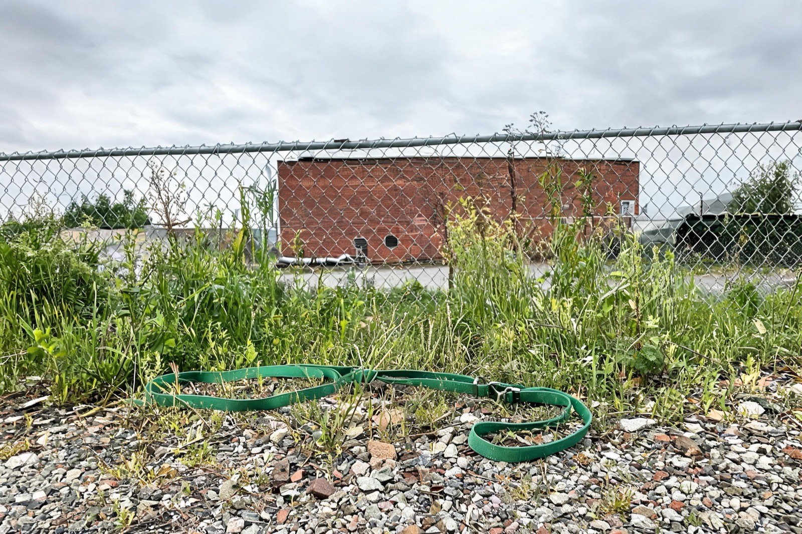 A wide strip of weeds along a chain-link fence behind a low brick building, with a leash lying slack in the grass.