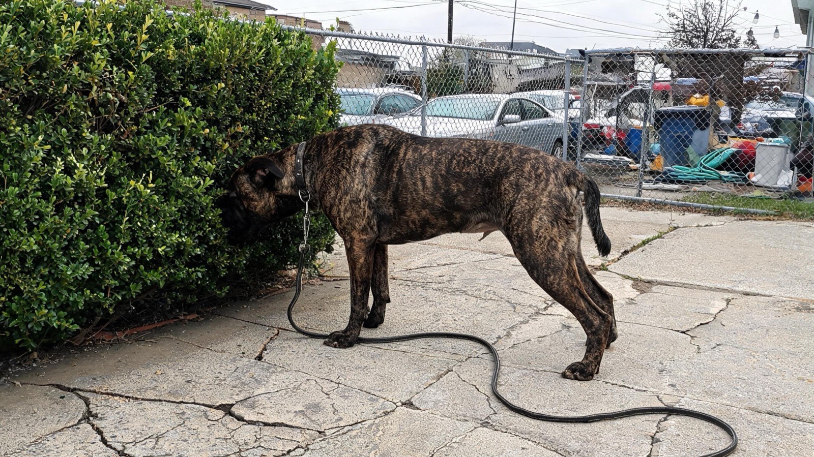 A boxer mix standing still on a city sidewalk with his nose pushed into the base of a privet hedge.