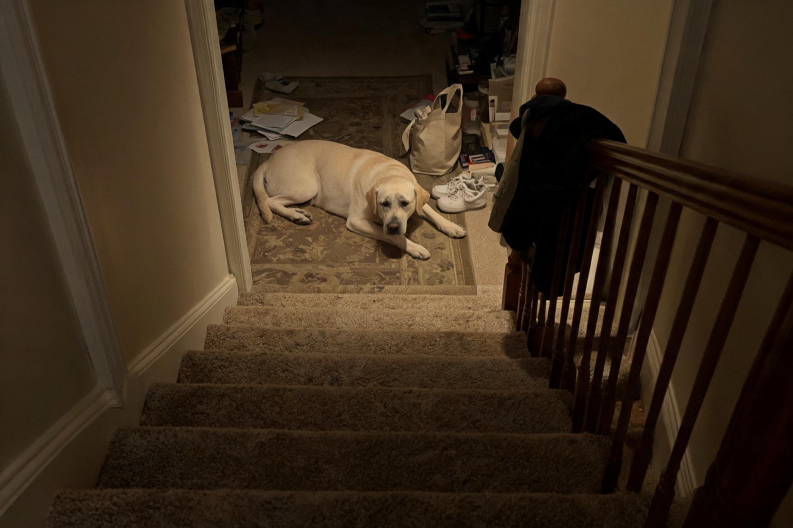A yellow Labrador lying on a hallway runner at the top of a flight of carpeted stairs, photographed in low light.
