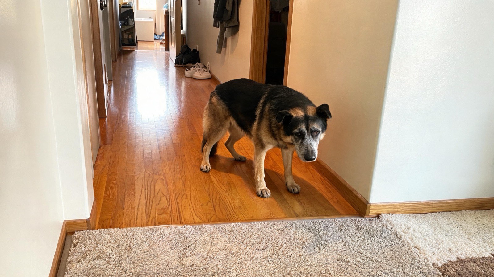 A German shepherd standing at the edge of a rug where it meets a glossy oak hallway floor.