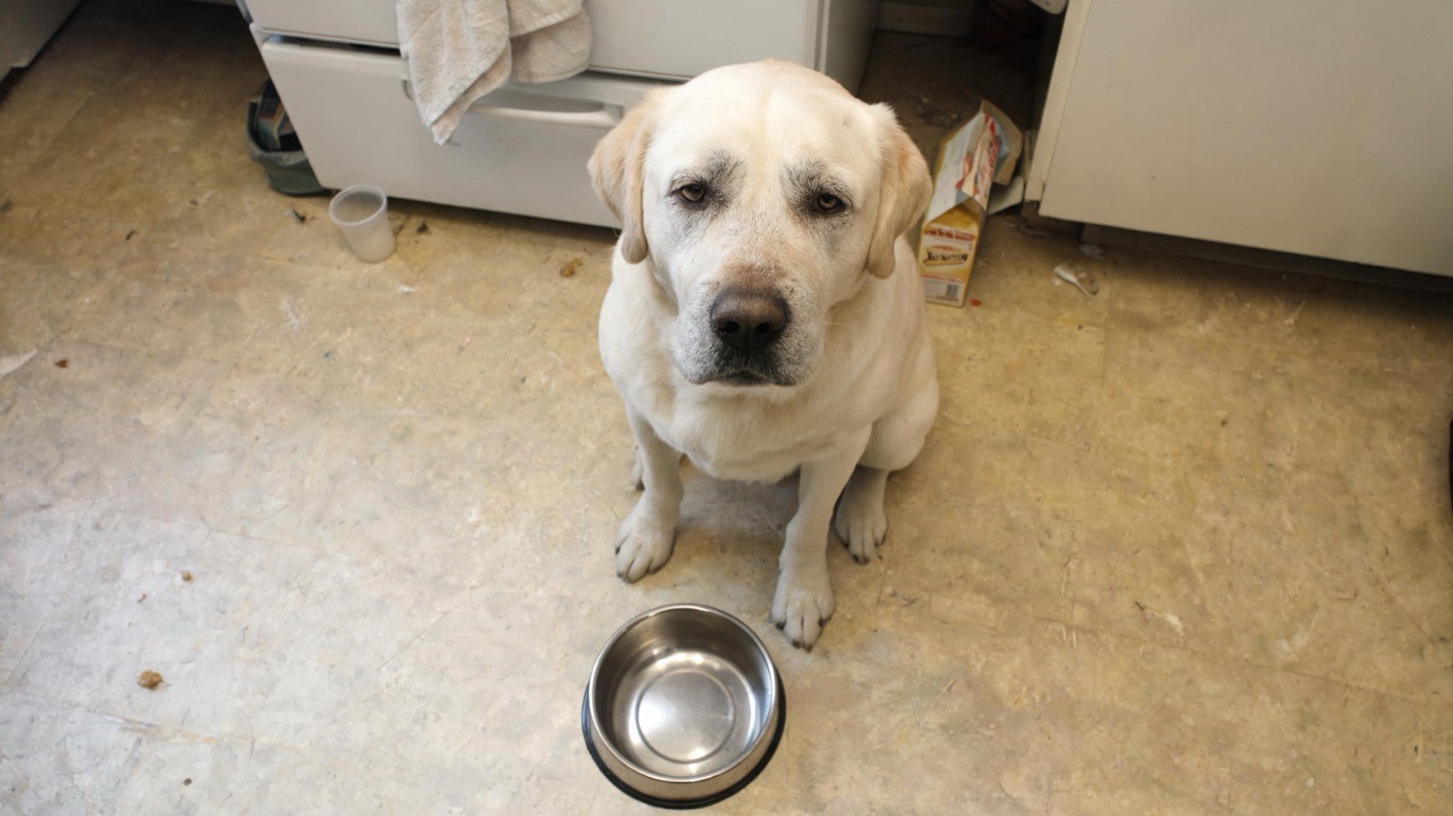 A yellow lab sitting in front of a stainless bowl on a kitchen floor, waiting.