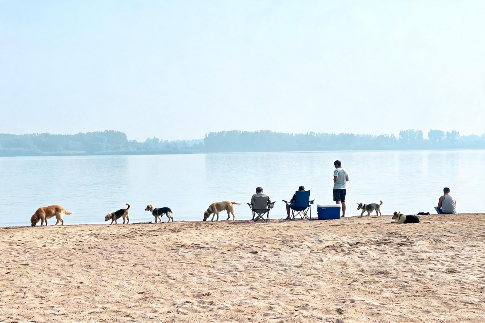 Six dogs and several people spread out along a narrow strip of sand at the edge of a lake.