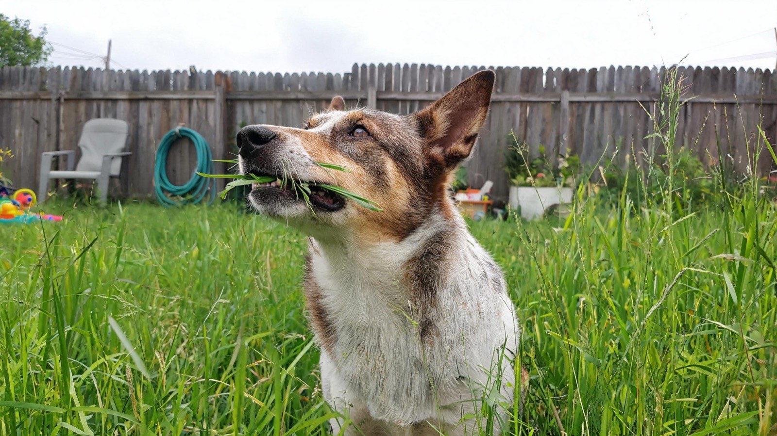 A brown and white heeler mix standing in tall summer grass with a mouthful of it.