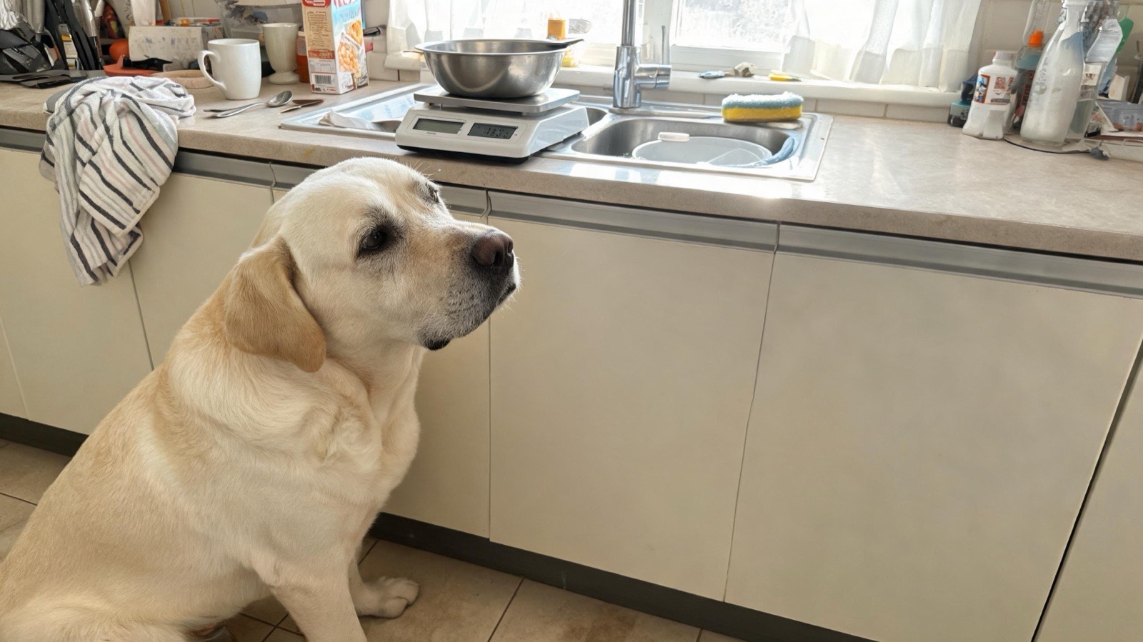 A yellow lab waiting beside a kitchen counter while a bowl of kibble sits on a small digital scale.
