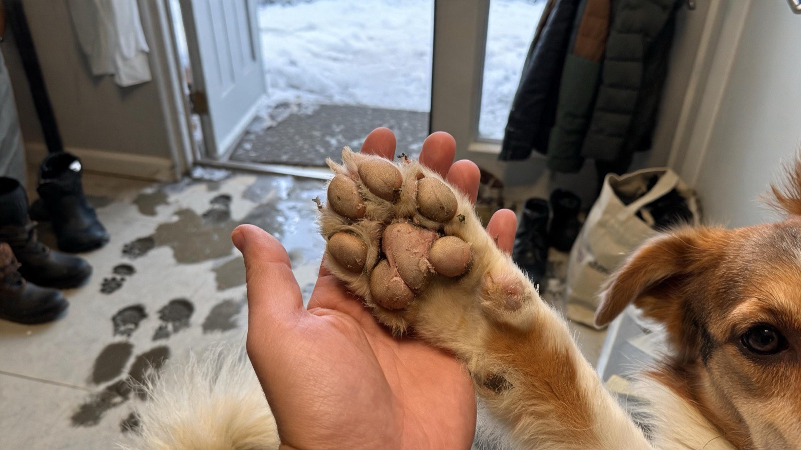 A dog's front paw held palm-up in a person's hand, pads dry and slightly cracked, snow melting on the floor nearby.